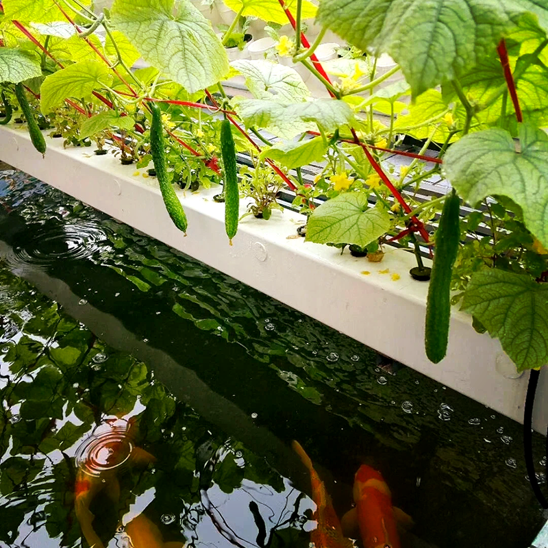 晋城市大田灌溉鱼菜共生 - 推荐